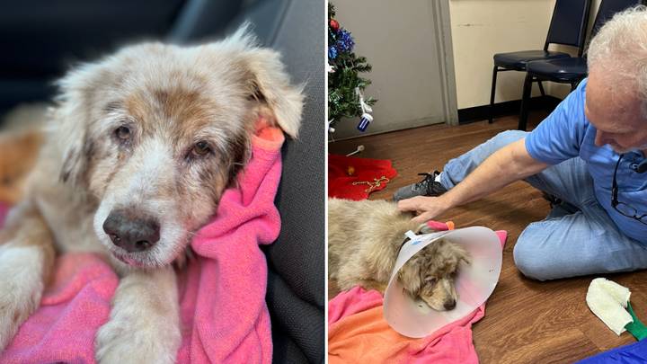 Dog finally reunited with owners seven years after running away