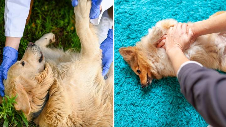 Dog First Aider Explains Life-Saving Skill Every Owner Should Know