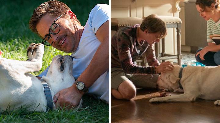 Netflix viewers left sobbing after watching emotional tearjerker Dog Gone