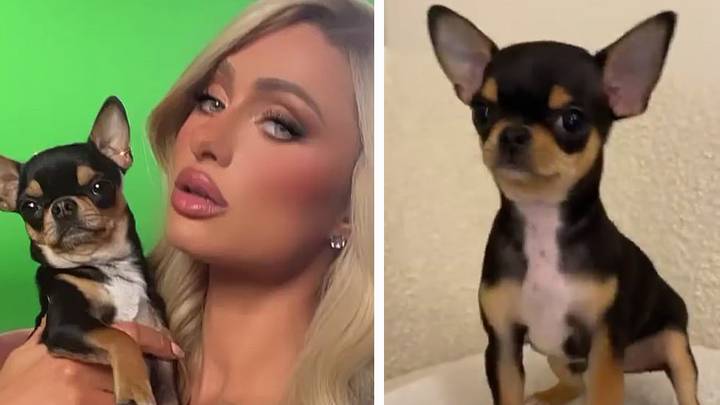 Paris Hilton offers ‘big reward’ to anyone who finds her missing Chihuahua