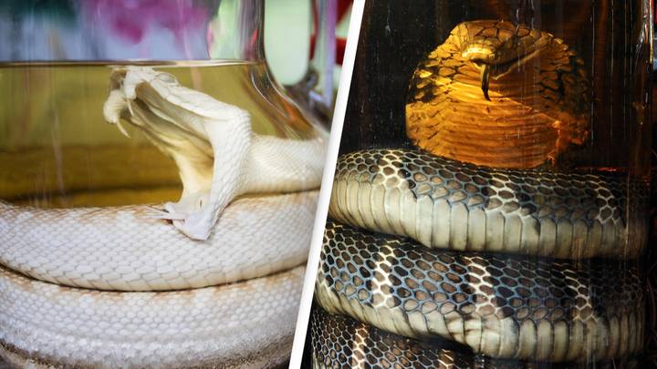 Man Claims Snake Sealed In Jar Of Wine For Over A Year Survived And Bit Him When He Opened It