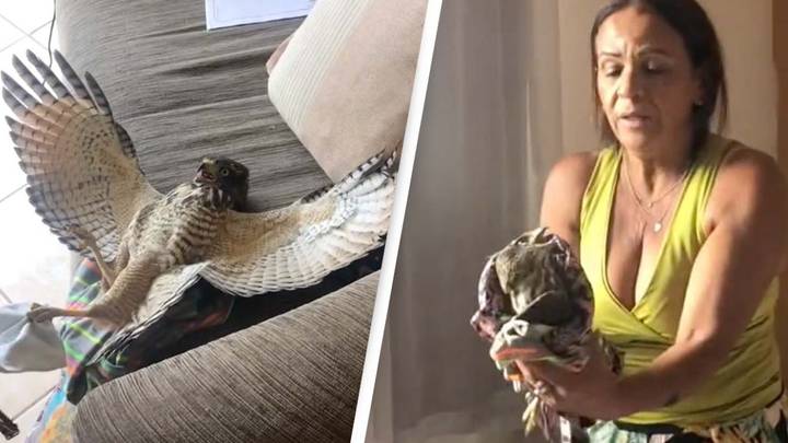 Terrified Woman Struggles To Remove Giant Hawk Out Of House During Storm