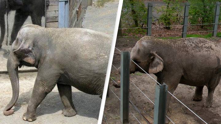 High Court To Decide If New York Zoo Elephant Is A Person
