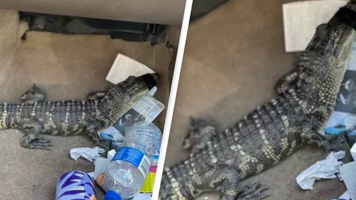 Man Found Driving With Alligator In His Car Facing Criminal Charges