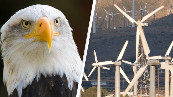 Wind Energy Company Fined After Admitting To Killing 150 Eagles