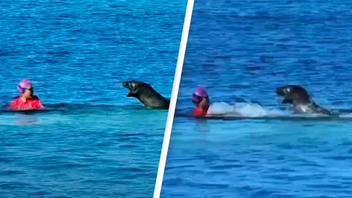 Woman Swimming In Sea Is Attacked By Endangered Seal In Terrifying Encounter