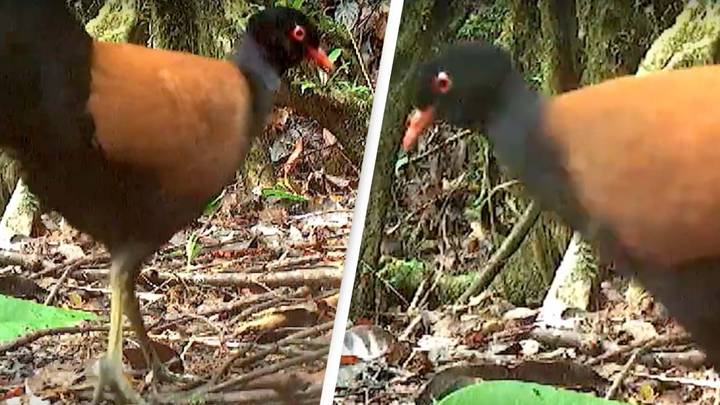 Scientists capture first-ever video of rare bird not seen in 140 years