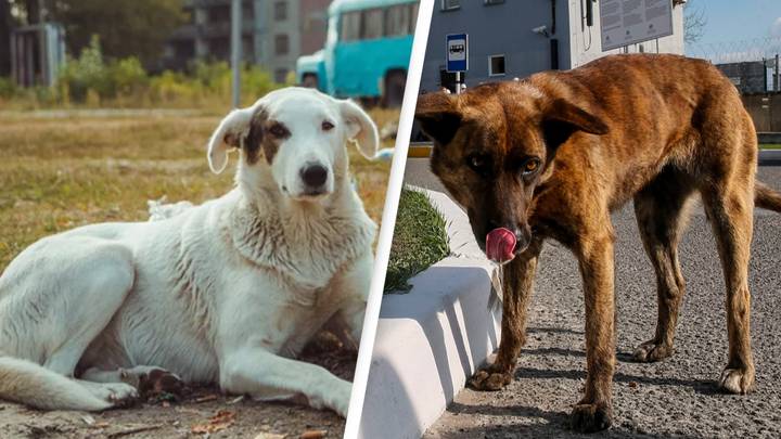 Dogs living near Chernobyl are genetically different to others in the world