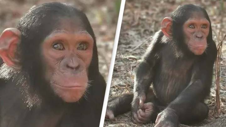 Three orphaned chimpanzees held hostage for six-figure ransom
