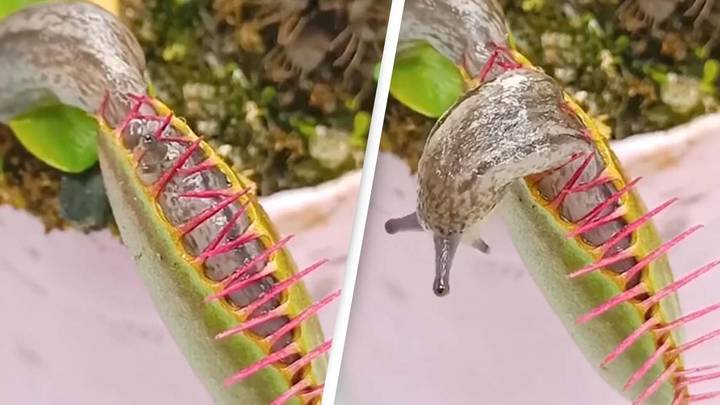 Venus Flytrap Devouring A Slug Is The Most Bizarre Thing You'll See Today