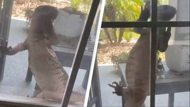 Mum terrified after massive lizard tries to break into son’s home