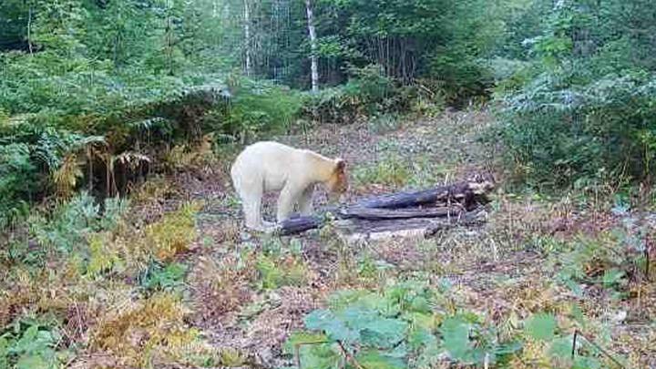 One in a million 'spirit bear' photographed moments before being killed