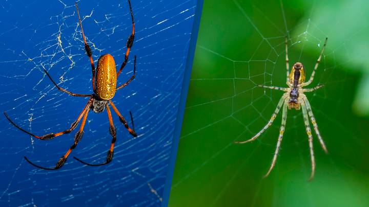 Spiders Can ‘Hear’ Using Their Webs, Study Finds