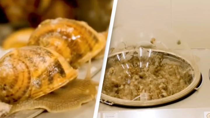 Unbelievable video shows how snail mucus is harvested for beauty products