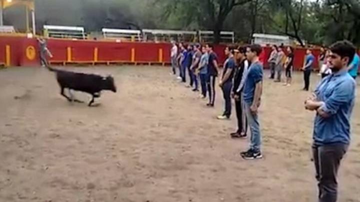 Teacher shows that a bull in a square full of people does not attack anyone if it is not threatened