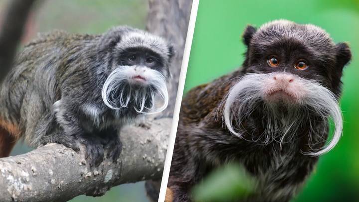 Dallas Zoo reports two monkeys have been 'stolen' in latest bizarre incident