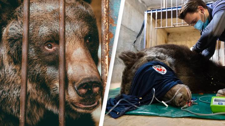 Tragic story of ‘world’s loneliest bear’ who spent more than a decade alone in a circus cage