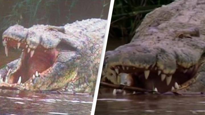 Huge crocodile rumoured to have eaten 300 people escapes capture in dramatic footage