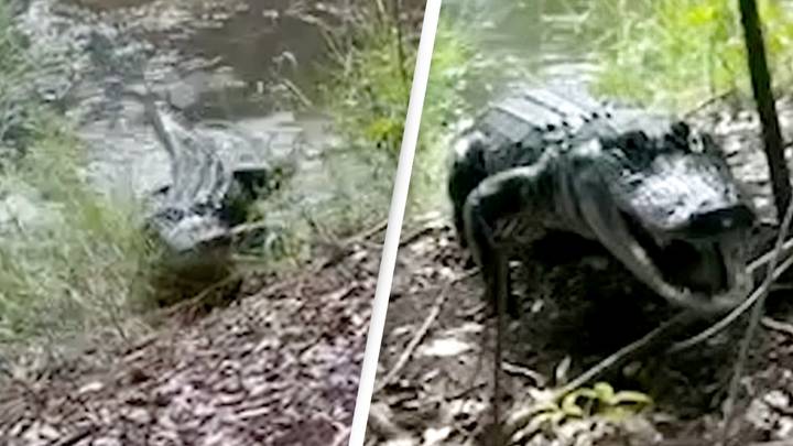 Alligator charges and hisses at man walking alone in terrifying footage