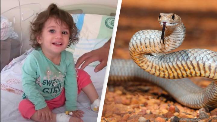 Toddler kills snake in revenge for biting her
