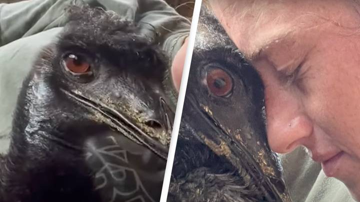 Emmanuel the Emu doesn't have bird flu after sparking panic