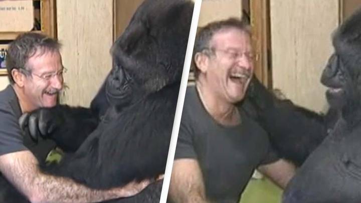 Incredibly moving moment Robin Williams met KoKo the gorilla