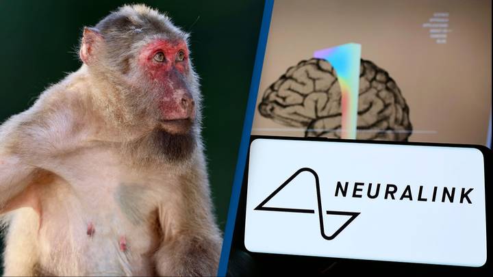 Legal battle erupts over the release of brain-hacked Neuralink monkey pics