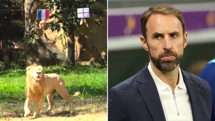 Psychic lion with '90 per cent success rate' has picked a winner in England versus France at the World Cup