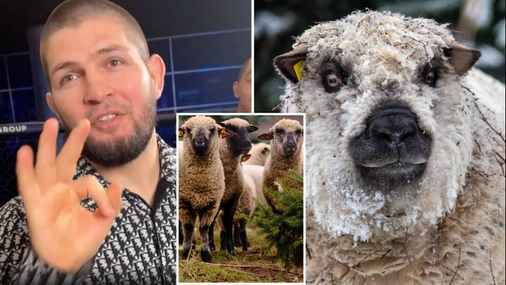 UFC Legend Khabib Nurmagomedov Makes Incredible Offer Of Three Sheep To Meet A Sporting Icon