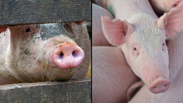 Pig kills butcher at slaughterhouse in ultimate act of accidental revenge
