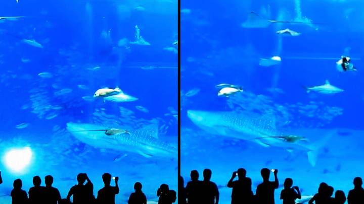 Huge fish 'kills itself' after being startled by camera flash in aquarium