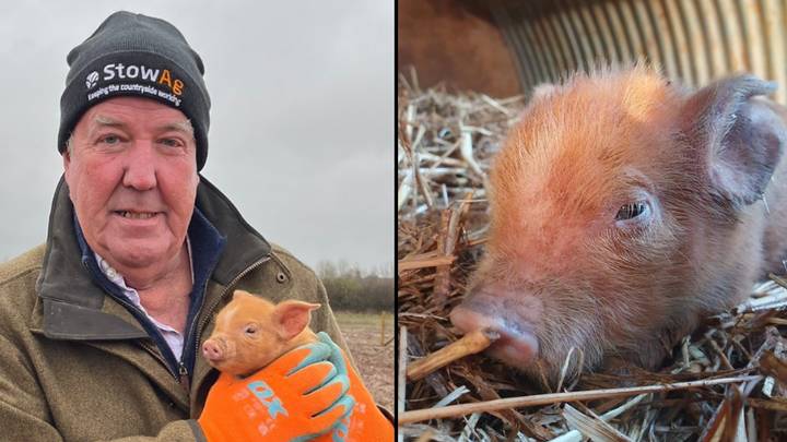 Jeremy Clarkson 'brutally' announces his piglet has died just days after birth