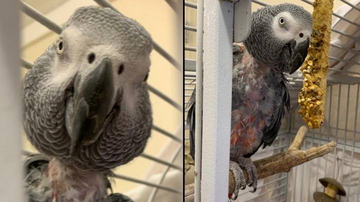 Parrot Who Stopped Talking Finds Voice - Telling New Owner To 'F*** Off'