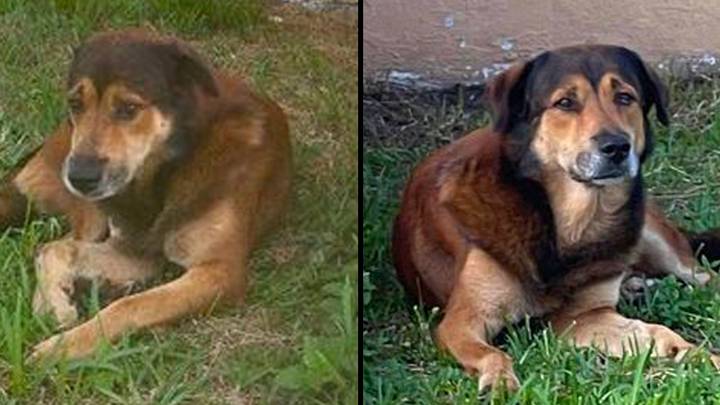 Dog waits outside owner's house for two weeks not knowing they've abandoned him