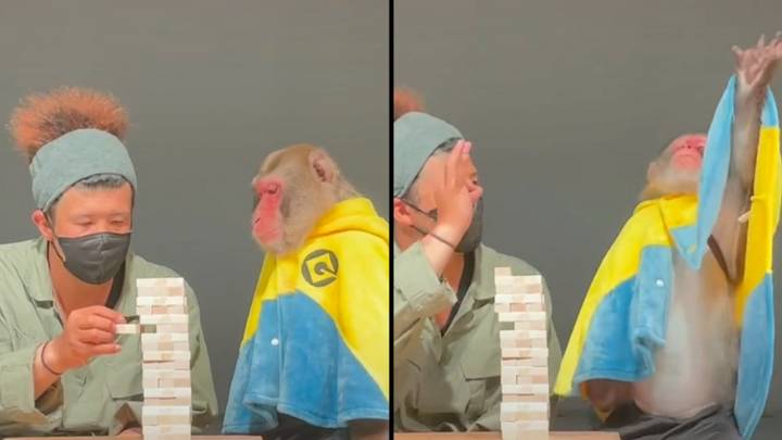 TikTokker Reveals Exactly Why You Shouldn’t Play Jenga With A Monkey