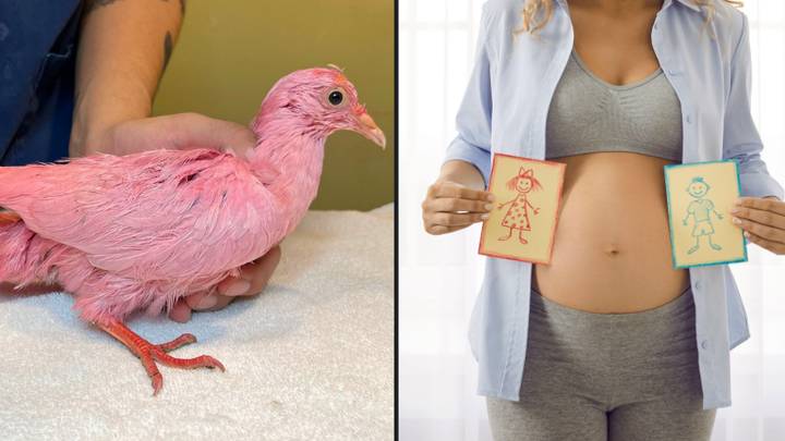 Pink pigeon gets rescued after it was 'probably used in a gender reveal party'
