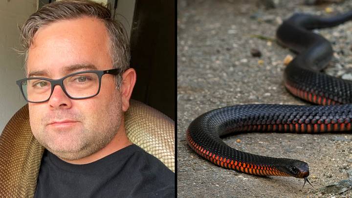 Reptile catcher releases deadly snake into customer's house after they refuse to pay him