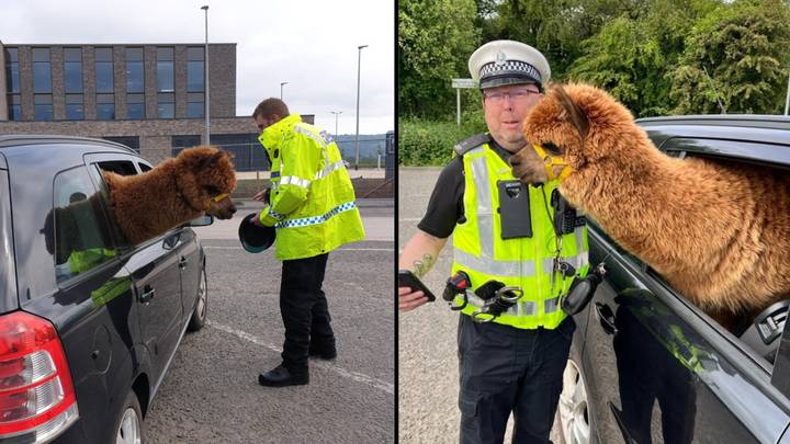 Cop Stunned As He Comes Face To Face With Alpaca After Pulling Car Over