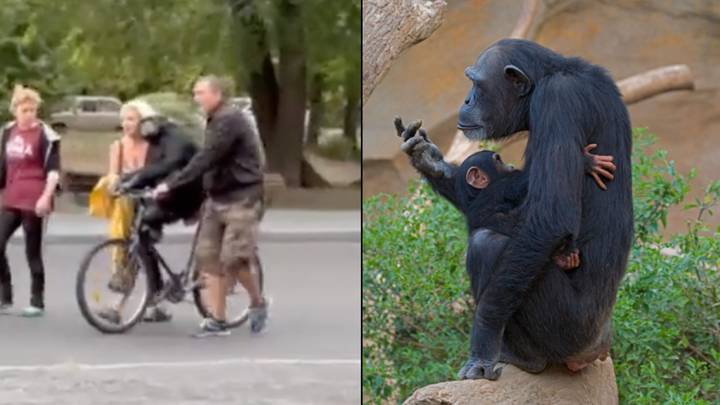 Keepers rejoice as escaped monkey returns to Ukrainian zoo on a bike