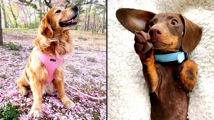 Aussie company is making the most adorable fashion outfits for dogs and cats