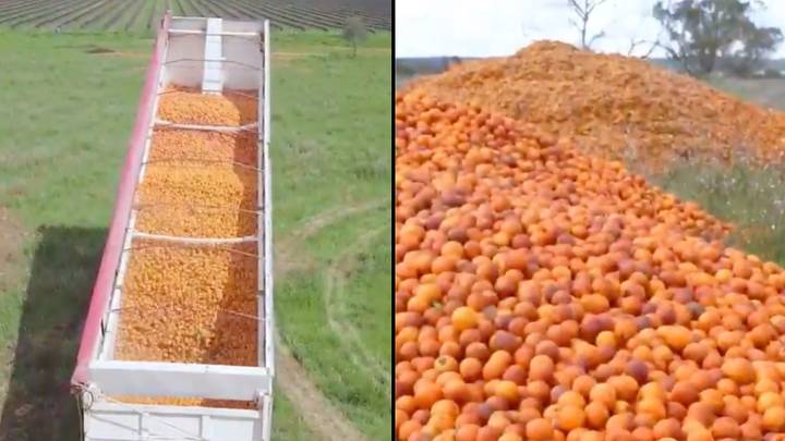 Aussie farmers forced to dump literal truckloads of oranges because they're 'unattractive'
