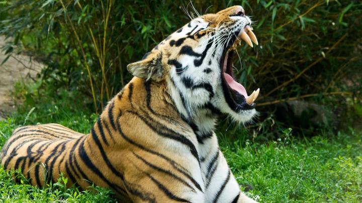 Tiger Shot Dead At Zoo After Biting Arm Of Man Who Went 'To Pet' Him
