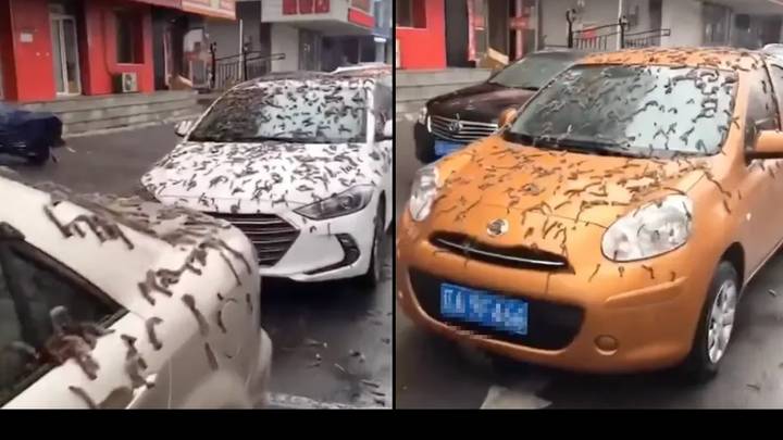 'Worm rain' falls from sky in China leaving people baffled