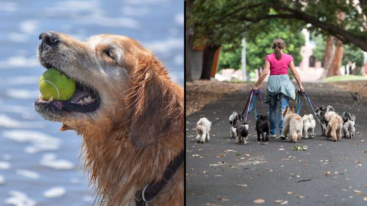Study finds dogs can get dementia and lazy pooches are at a much higher risk