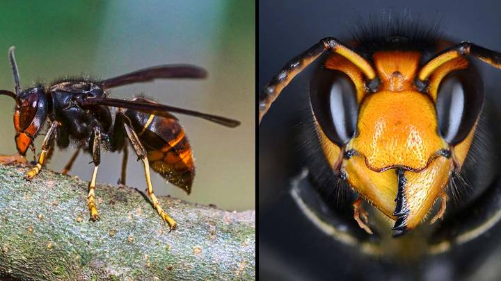 Asian hornet alert as sighting confirmed in the UK