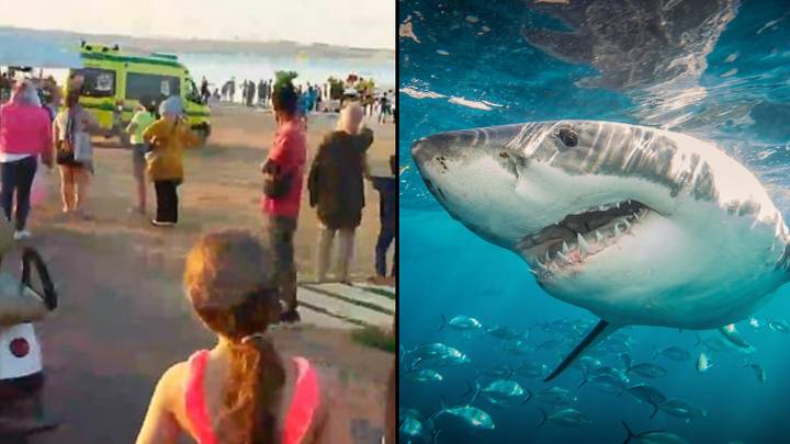 Woman Dies After Shark Attacks Her In Front Of Horrified Crowd