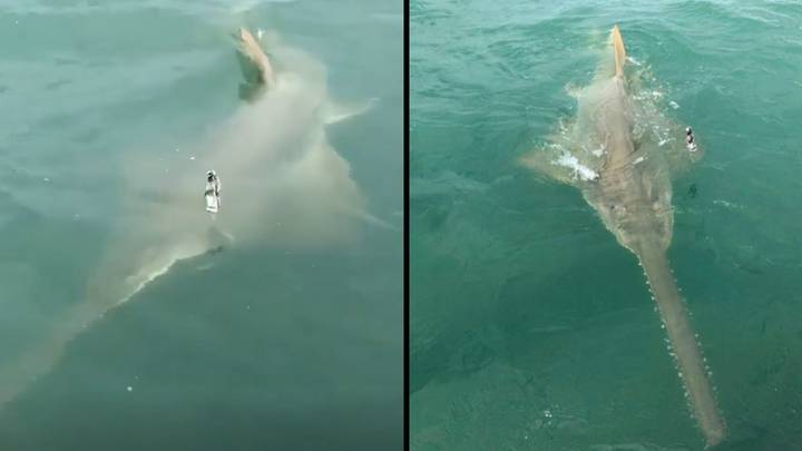 Fisherman Hooks Rare 13-Foot Long Fish While Shark Fishing In Florida