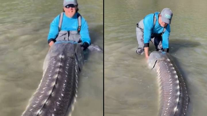 Fisherman Captures Incredible 10 and 1/2 Foot Long 'Living Dinosaur'