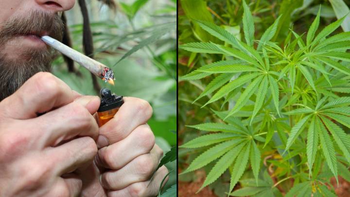 New Drugs Commission To Look At Legalising Cannabis In The UK