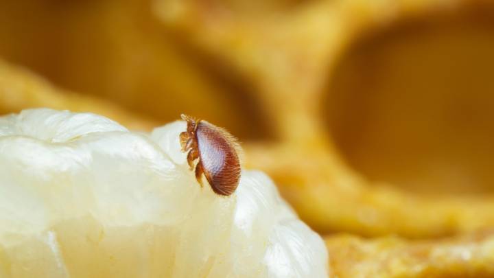 What Are Varroa Mites And Do They Pose a Threat?